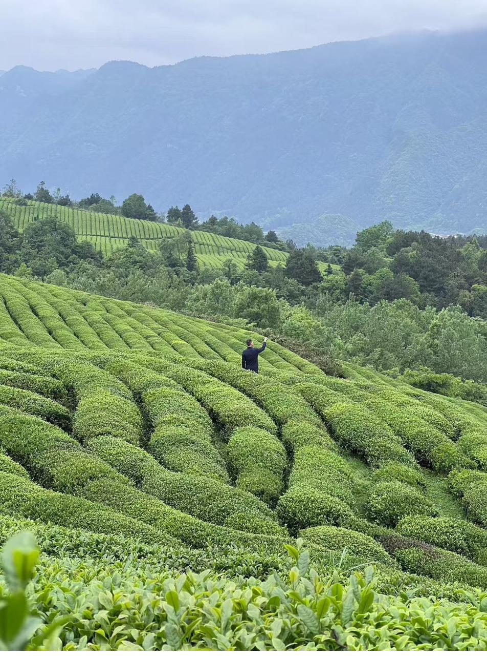 贵州茶山云雾实景