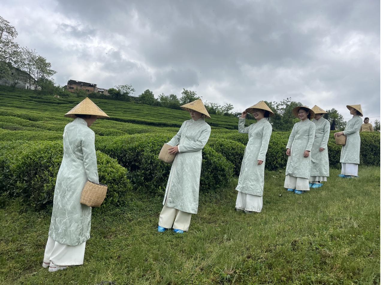 贵州茶山采茶场景